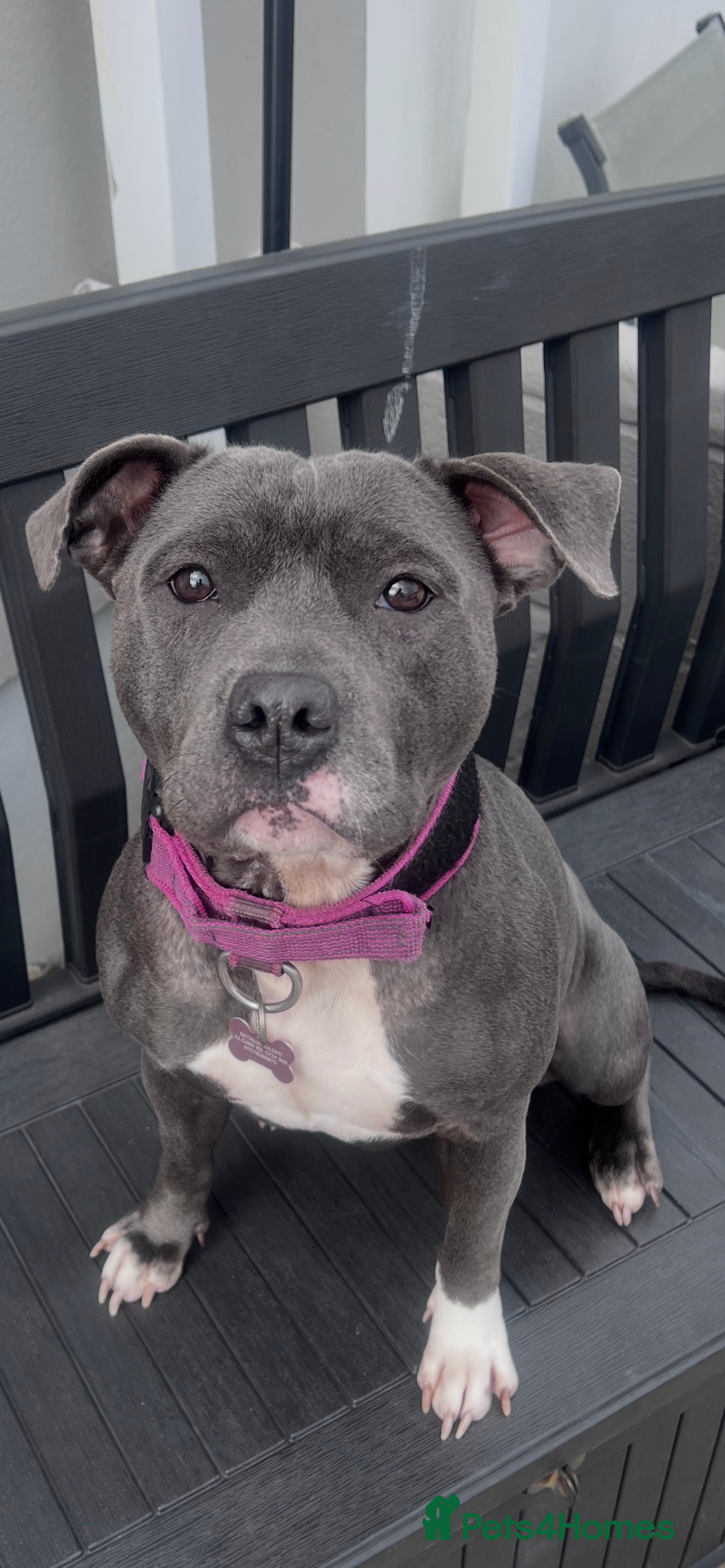 Staffordshire Bull Terrier dogs Blue Staffordshire Bull Terriers Male & Female - Advert 3