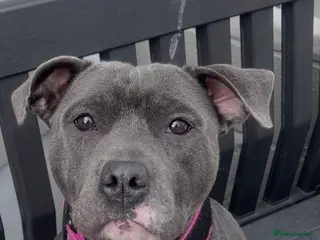 Staffordshire Bull Terrier dogs Blue Staffordshire Bull Terriers Male & Female - Advert 11