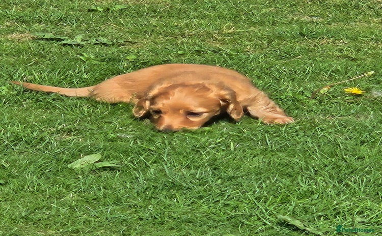 Dachshund dogs - Advert 6