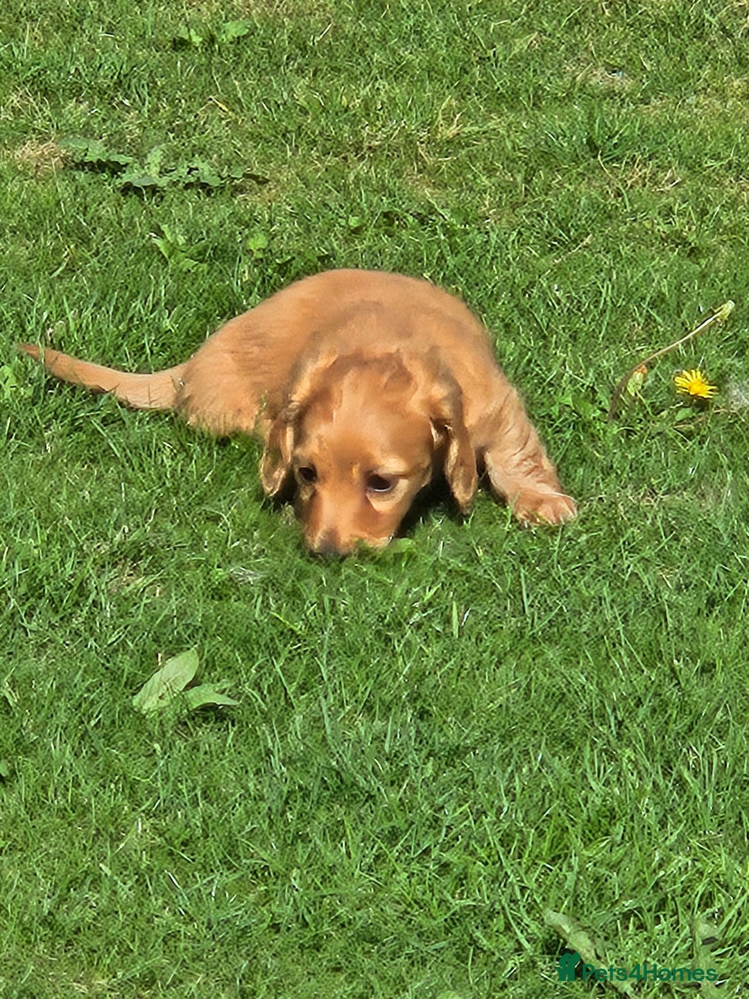 Dachshund dogs for sale: Dachshund miniature long hair  - Image 1