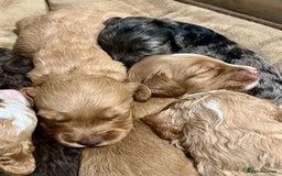 Cockapoo dogs for sale: 🐾STUNNING COCKAPOO PUPPIES🐾DNA TESTED PARENTS🧬 - Image 6