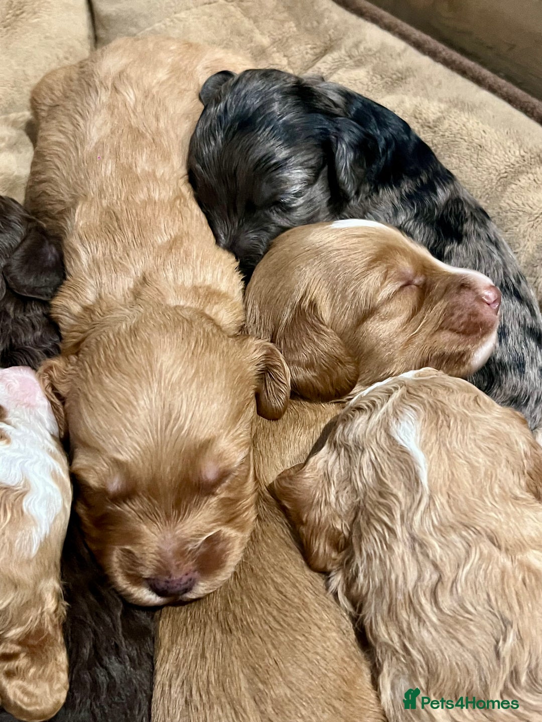 Cockapoo dogs for sale: 🐾STUNNING COCKAPOO PUPPIES🐾DNA TESTED PARENTS🧬 - Image 6