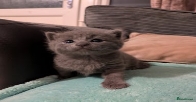 Russian Blue cats - Advert 8