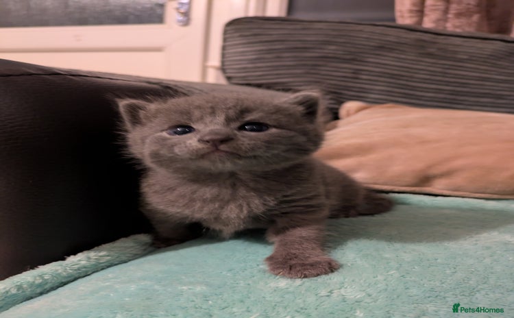 Russian Blue cats - Advert 1
