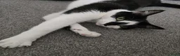 Mixed Breed cats for sale: 2 Mixed Breed Cats in Dunstable - Advert 6