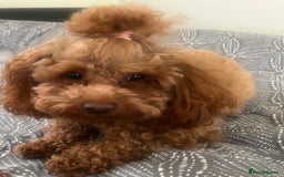 Toy Poodle dogs for sale: Toy poodle puppies - Advert 3
