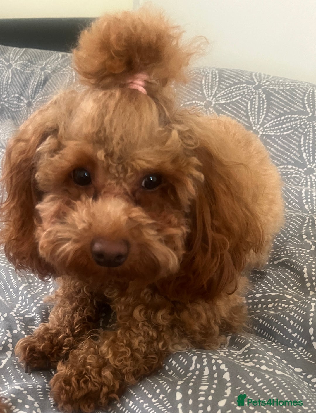 Toy Poodle dogs for sale: Toy poodle puppies - Advert 3