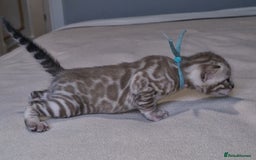 Bengal cats for sale: Pedigree Health Tested TICA Bengal Kittens - Image 22