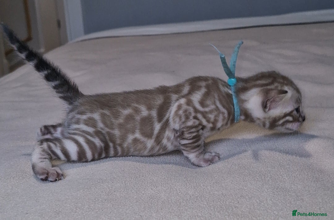Bengal cats for sale: Pedigree Health Tested TICA Bengal Kittens - Image 22