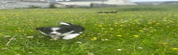 Border Collie dogs for sale: Border Collies Puppies in Lauder - Advert 10