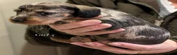 Dachshund dogs for sale: Wire-Haired Dachshund (Teckel) Puppies - Advert 6