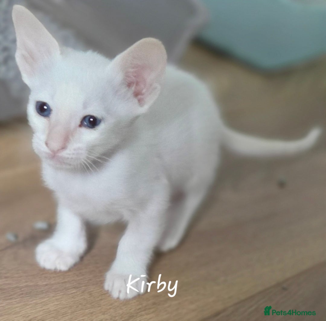 Siamese cats for sale: 8 super soft purebred GCCF reg Siamese - Image 14