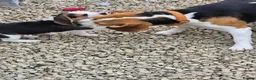 Beagle dogs for sale: Beagle Boy puppy  - Advert 8