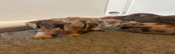 Miniature Dachshund dogs for sale: Dapple miniature dachshund girl in Okehampton - Advert 3