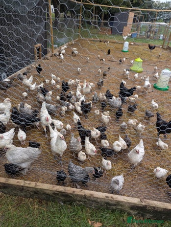 Chickens poultry - Advert 17