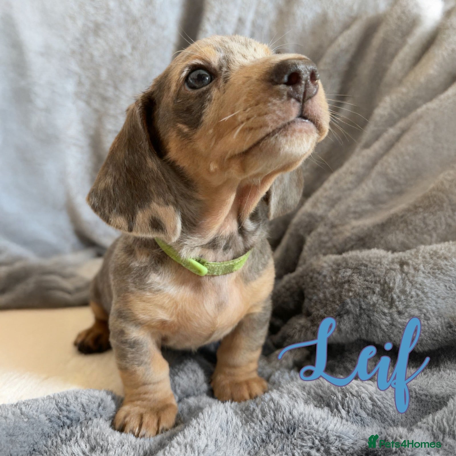 Miniature Dachshund dogs Miniature Dachshund Puppy, Blue and Cream Dapple - Advert 3