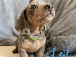 Miniature Dachshund dogs Miniature Dachshund Puppy, Blue and Cream Dapple - Advert 3