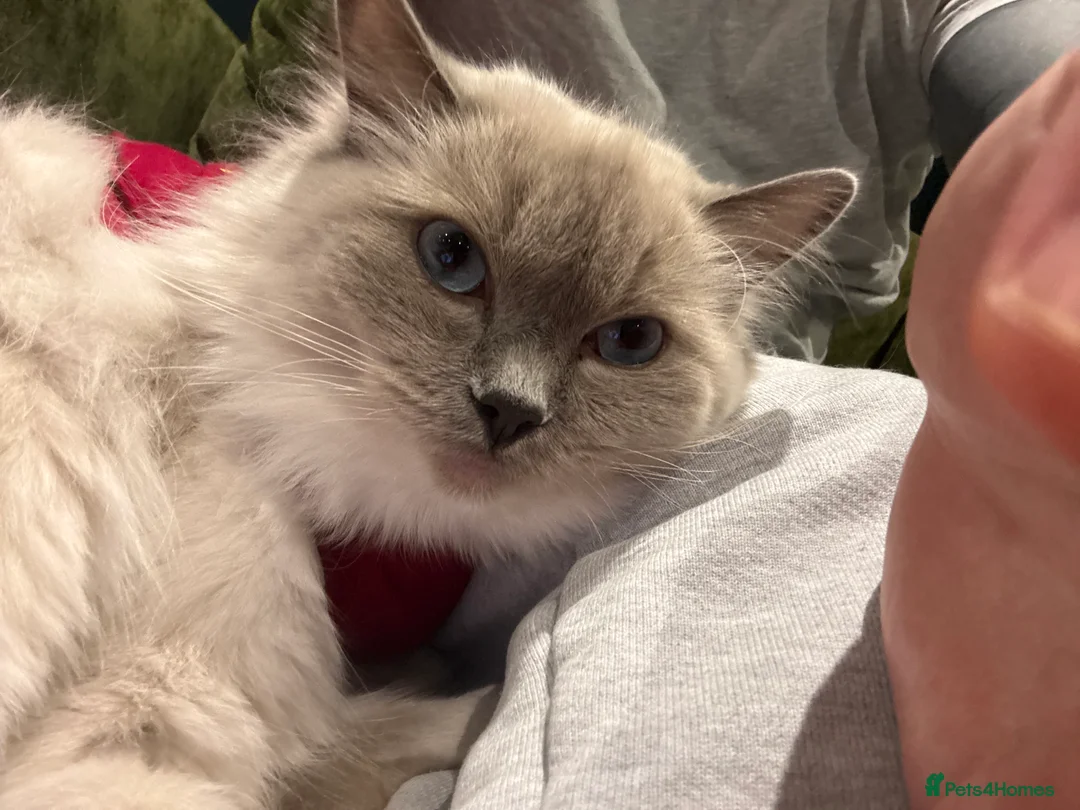 Ragdoll cats for sale: Pedigree Ragdoll in Much Wenlock - Advert 1