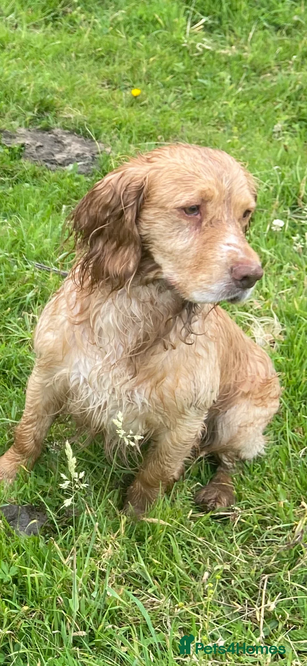 Cocker Spaniel dogs for stud: Working Cocker Spaniel available for Stud  in Chelmsford - Advert 27
