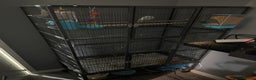 Budgerigars birds for sale: A pair of budgies and cage - Advert 2