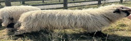 Sheep livestock for sale: Pedigree registered Valais Blacknose ewes - Advert 11