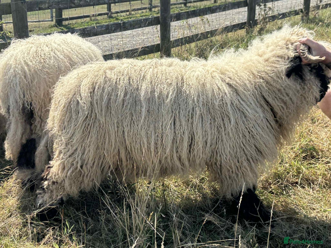 Sheep livestock for sale: Pedigree registered Valais Blacknose ewes - Advert 11