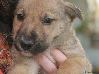 Border Collie dogs Adorable border collie pups - Advert 4
