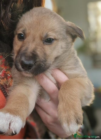 Border Collie dogs Adorable border collie pups - Advert 6