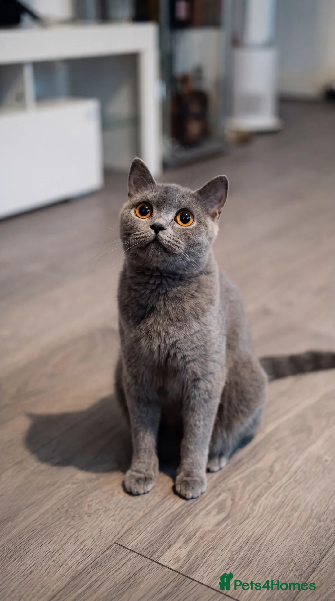 British Shorthair cats for sale: Beautiful Blue British Shorthair Kittens Ready Now - Advert 2