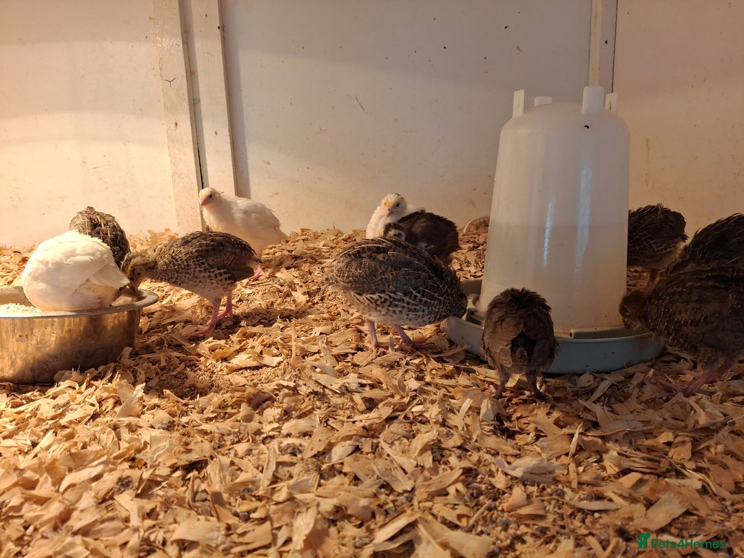 Quail poultry for sale: Coturnix quail and hatching eggs in Ellesmere - Image 1