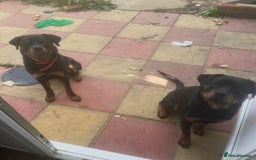 Rottweiler dogs for sale: Rottweiler  - Image 6