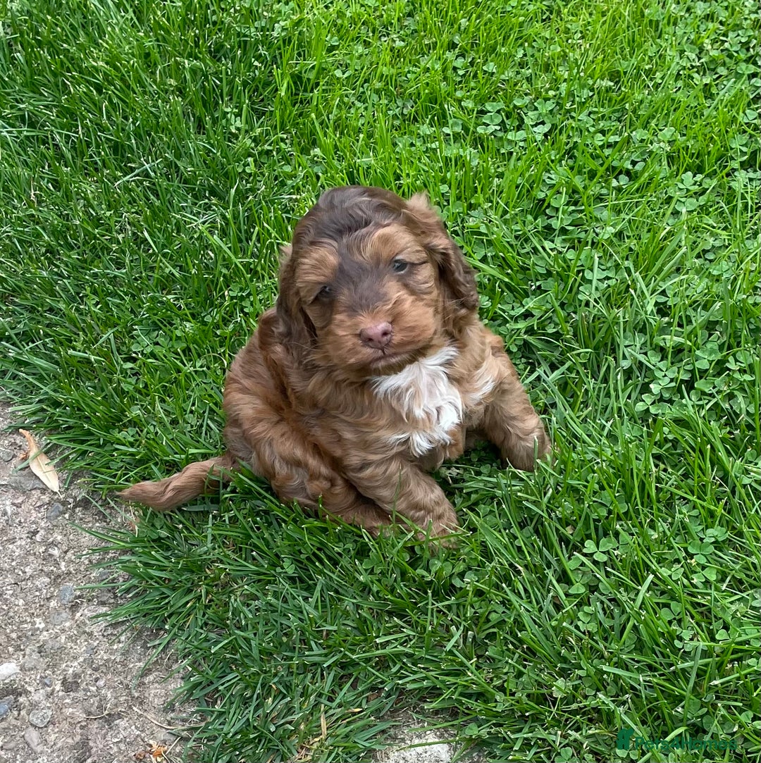 Cockapoo dogs for sale: Beautiful Little Toy Cockapoo - Image 6