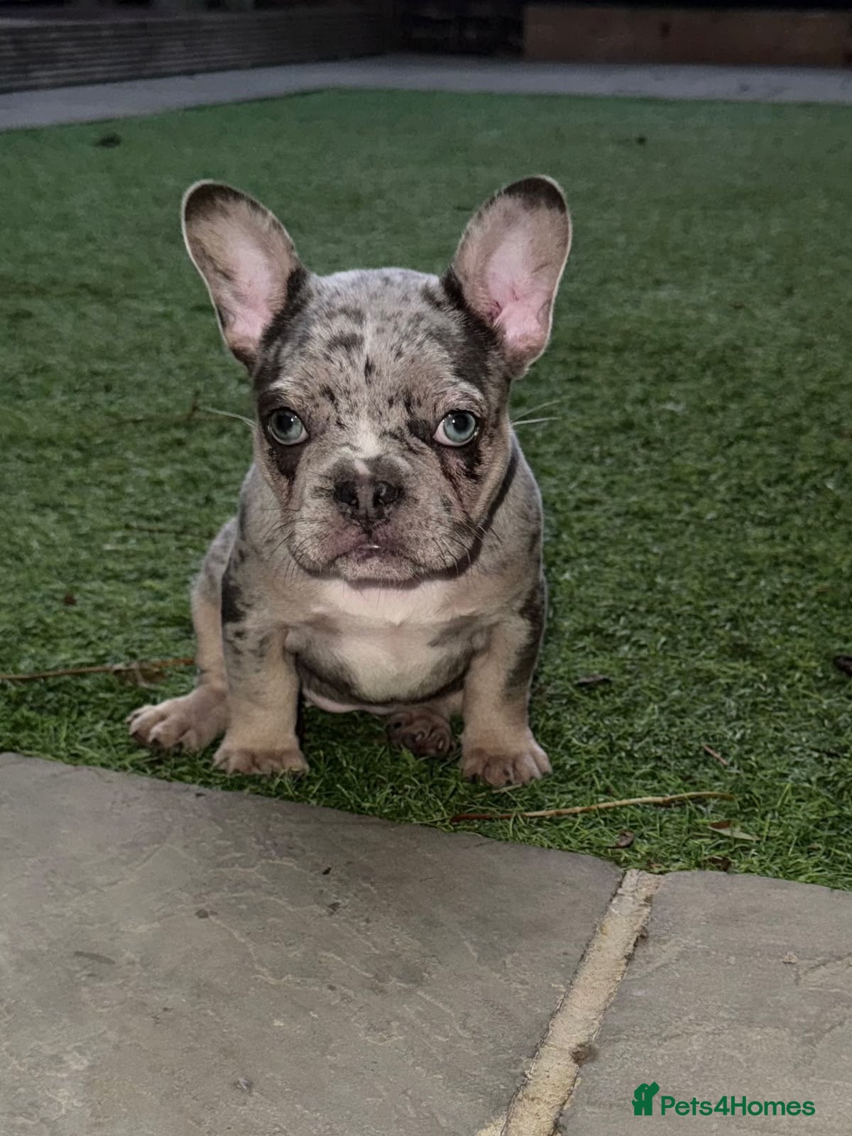 French Bulldog dogs Merle French bulldog - Advert 1