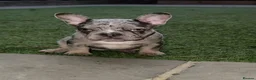 French Bulldog dogs for sale: Merle French bulldog - Advert 1