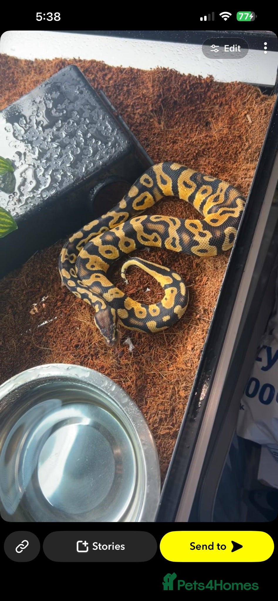 Python Snake reptiles Pastel ball python - Advert 1