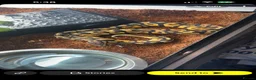 Python Snake reptiles for sale: Pastel ball python - Advert 1