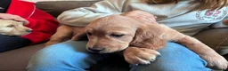 Mixed Breed dogs for sale: Golden Doodle puppies for sale  - Advert 5