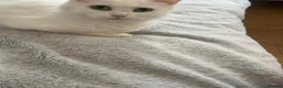 Turkish Angora cats for sale: Adorable Turkish Angora Kittens – Ready Now 🐾 - Advert 7
