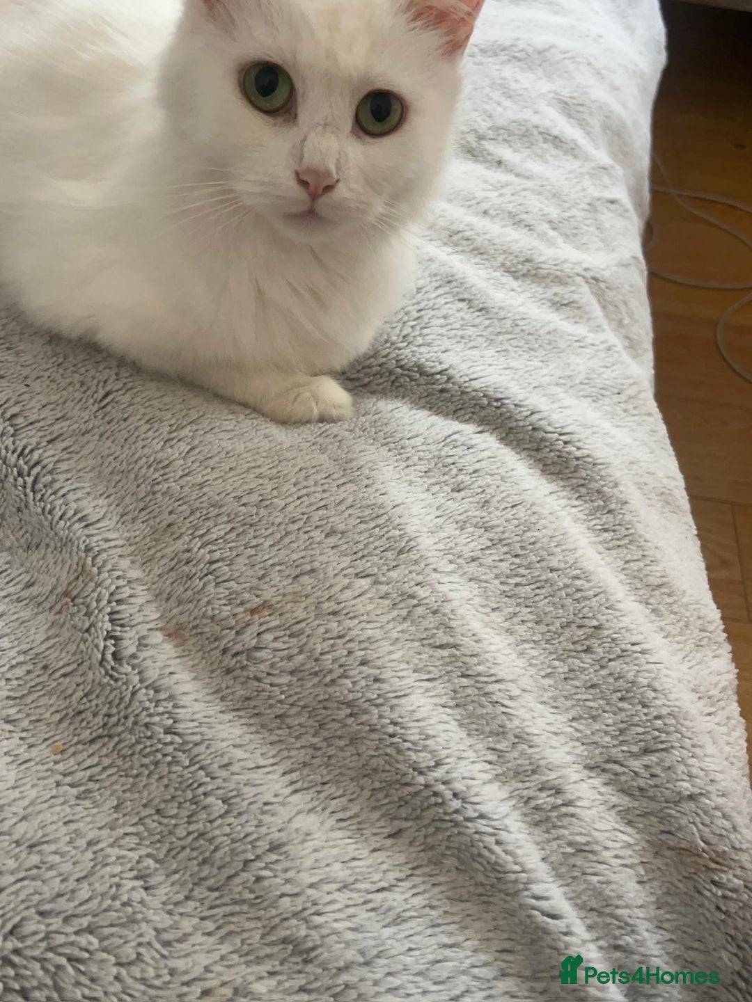 Turkish Angora cats for sale: Adorable Turkish Angora Kittens – Ready Now 🐾 - Advert 7