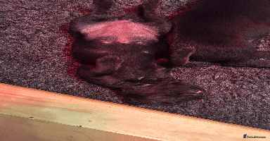 Mixed Breed dogs - Advert 2