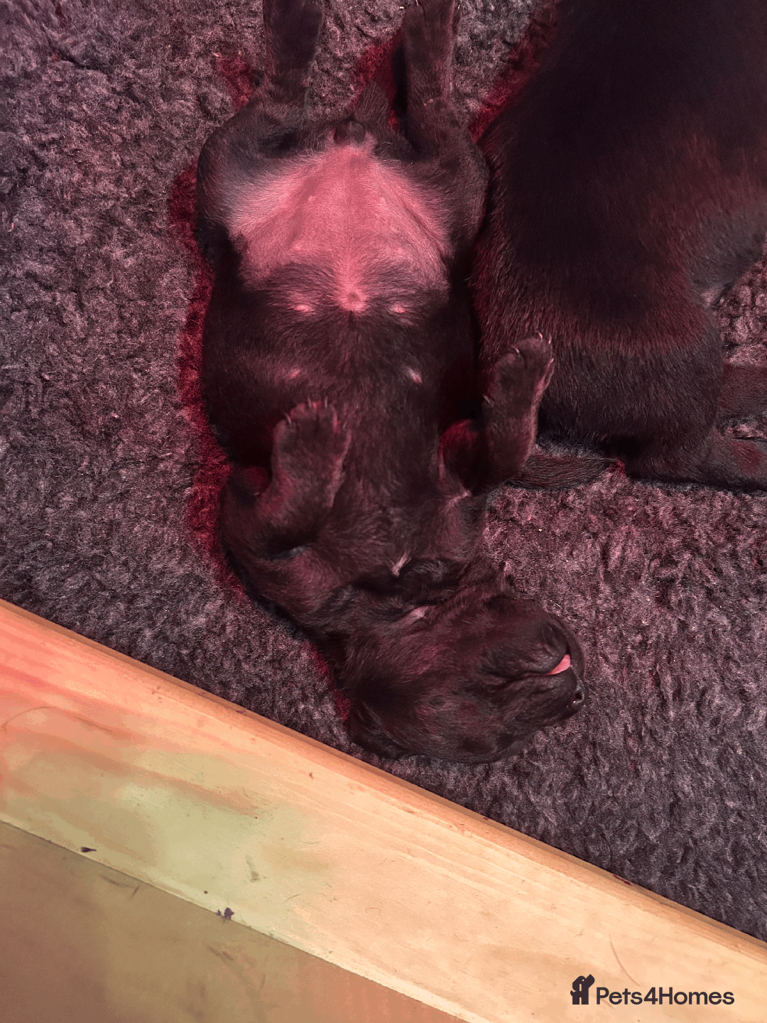 Mixed Breed dogs for sale: Staffordshire Labrador Cross - Image 2