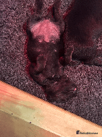 Mixed Breed dogs - Advert 1