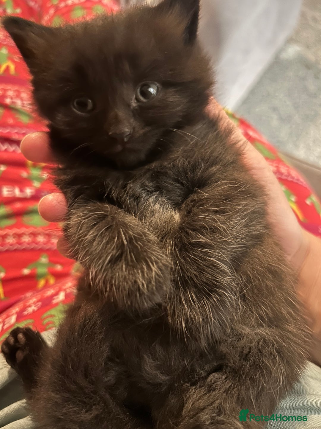 Mixed Breed cats for sale: 1 tabby kitten left! Ready now! - Image 8