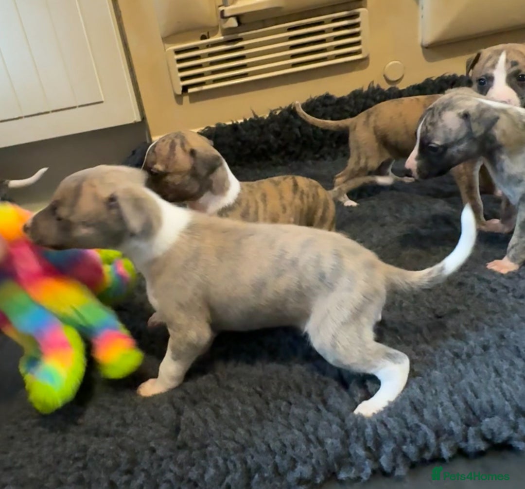 Whippet dogs for sale: Beautiful KC Whippet pups 5 boys - Image 22