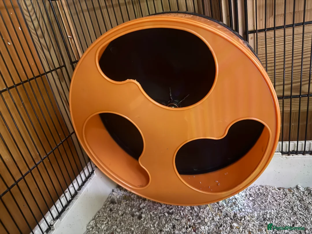 Sugar Glider rodents for sale: 3 female sugar gliders and set up - Advert 35