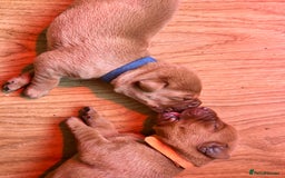 Labrador Retriever dogs for sale: KC Fox Red Labrador puppies - Image 11