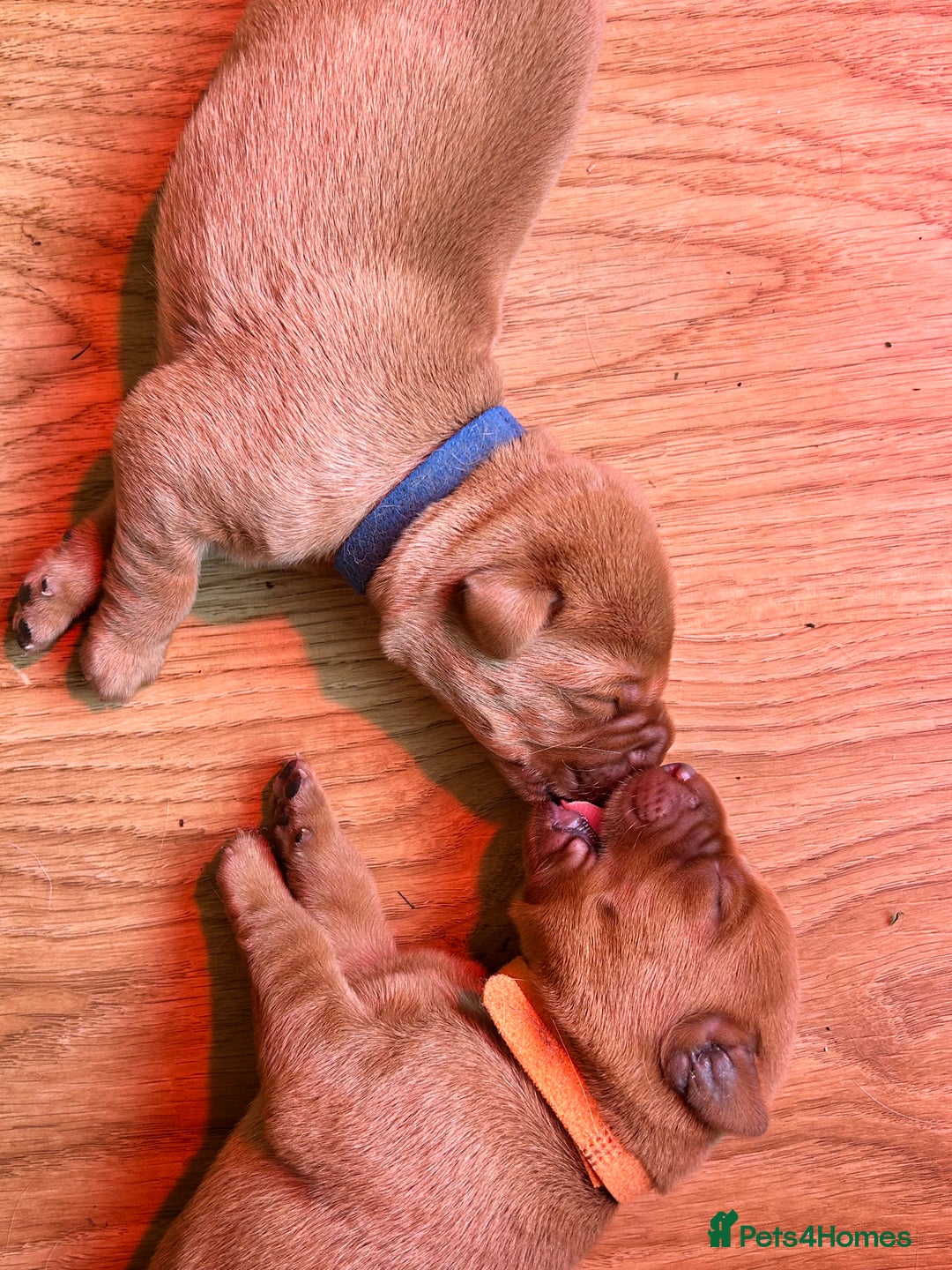 Labrador Retriever dogs for sale: KC Fox Red Labrador puppies - Image 11