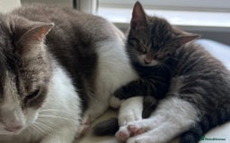 Mixed Breed cats for sale: Beautiful kitten looking for hime - Image 5