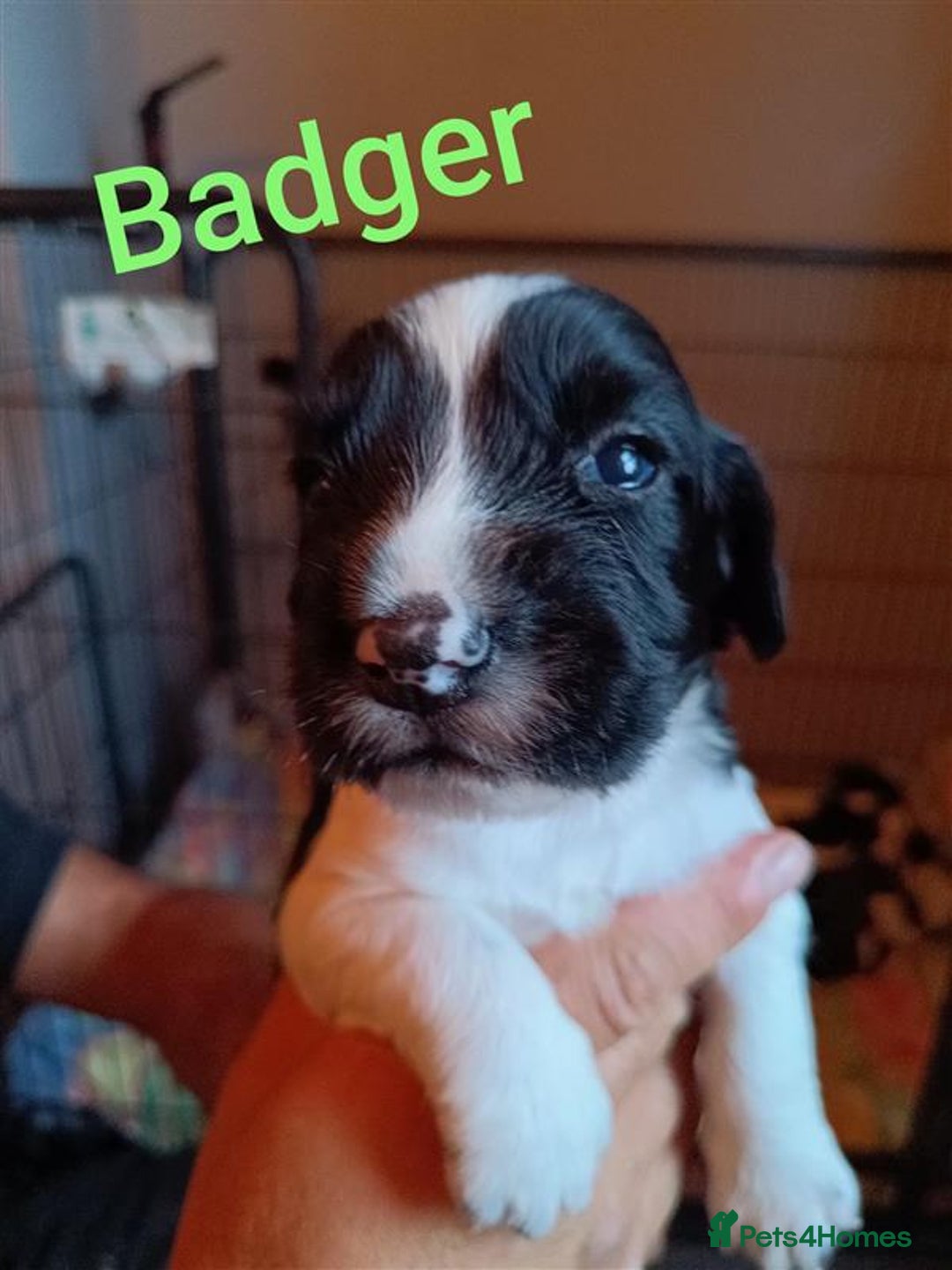 English Springer Spaniel dogs for sale: Working bred KC English Springer Spaniels puppies  - Image 14