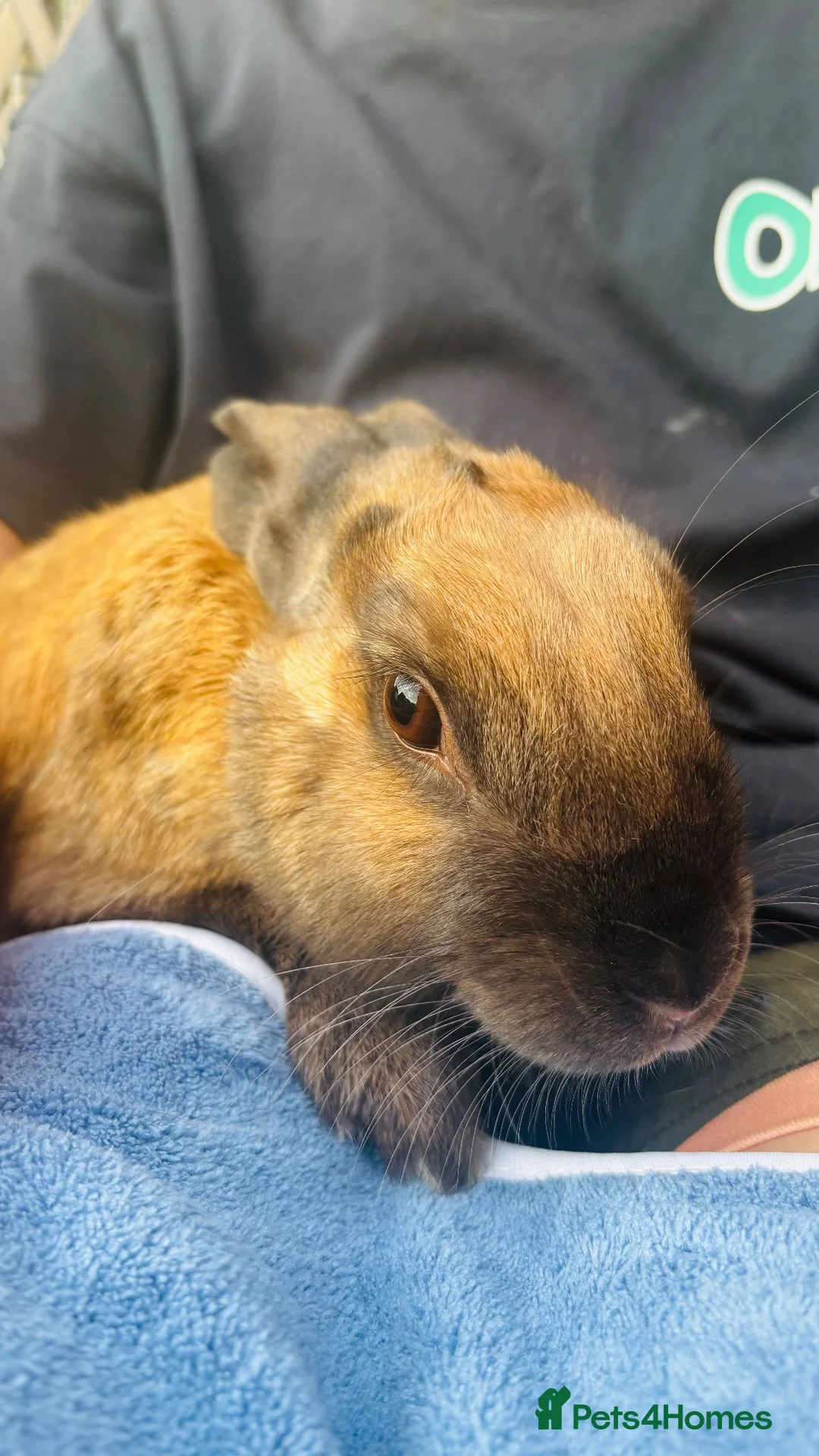 English Lop rabbits for sale: Peter & Benjamin in Northallerton - Advert 3